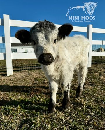 Mini Moos For Sale