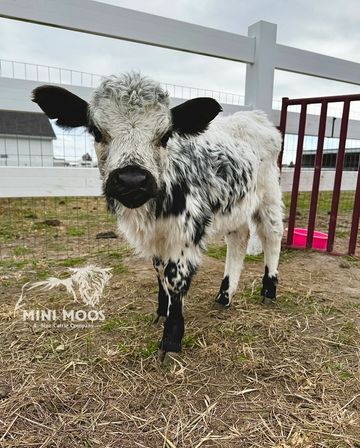 Mini Moos For Sale