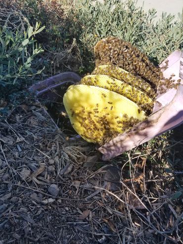 Bees in a Water Meter