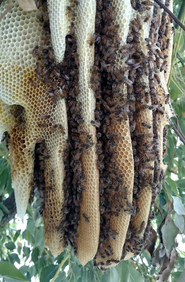 Bees in a Bee Hive