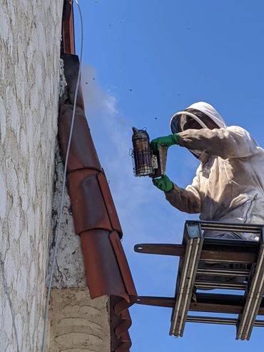 Bee Removal 25ft up in the air