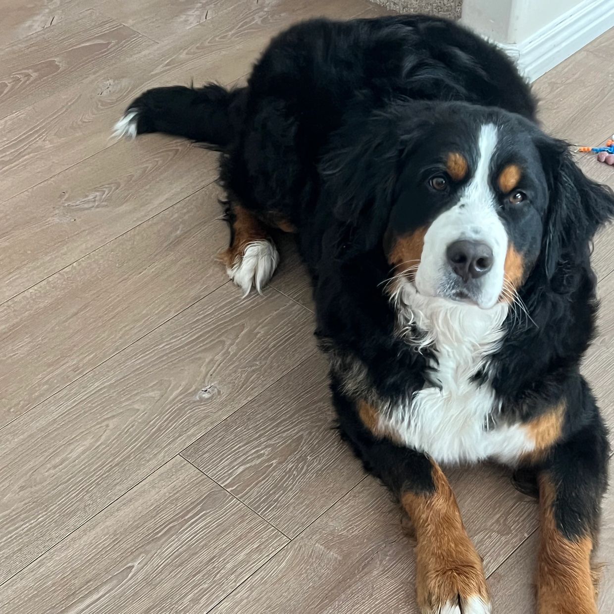 Bernese Mountain Dog Kanga McKay