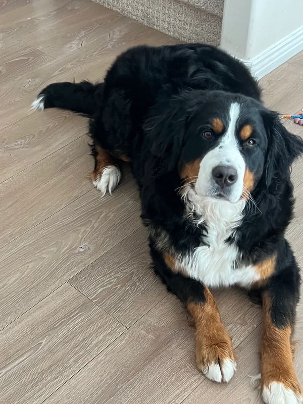 Bernese Mountain Dog Kanga McKay from Utah