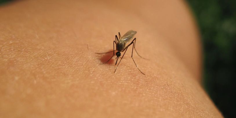 A mosquito biting human skin.