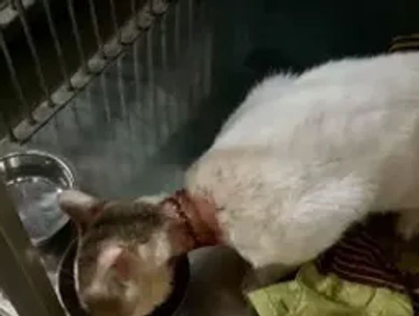 Hero with his neck sutured