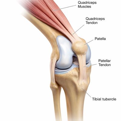 Anatomy of the knee showing quadriceps muscles, tendons, patella, and tibial tubercle.