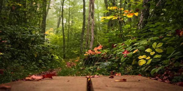 Nature, Nature Photography, Natural photography, Fall colors, wood bridge, Outdoor Photography.