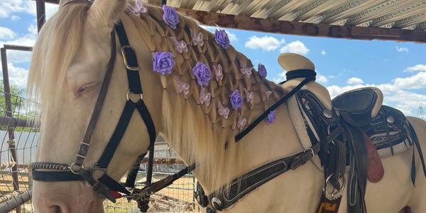 Horse grooming/ Quinceañera 