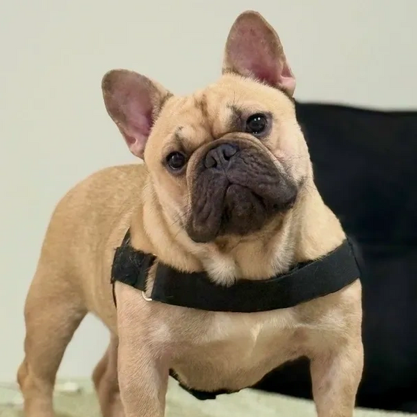 Curious French Bulldog wearing a black harness indoors.