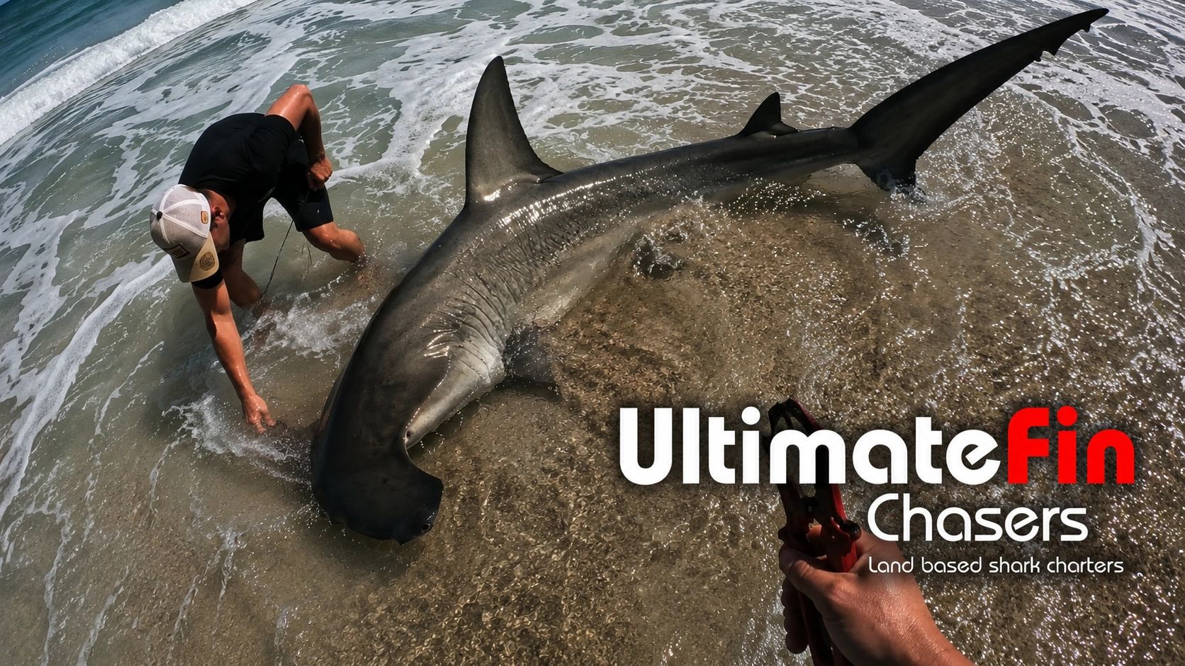Man handling a large hammerhead shark on the shore with Ultimate Fin Chasers logo.