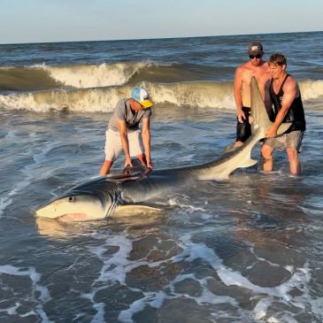 Three men holding a large shark at the beach shore during sunset.