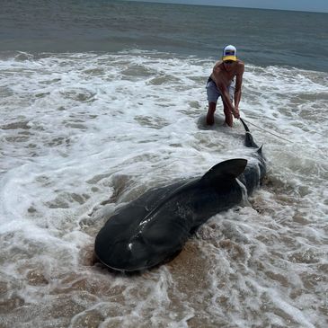 A person holding a large shark beached on the shore with waves around.
