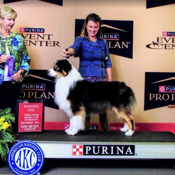 Australian Shepherd wins at Purina dog show.