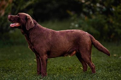 Labrador Retriever Stud Dog