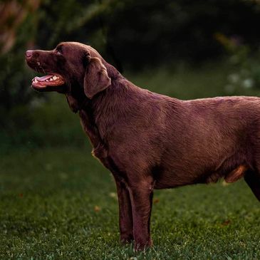 Labrador Retriever Stud Dog