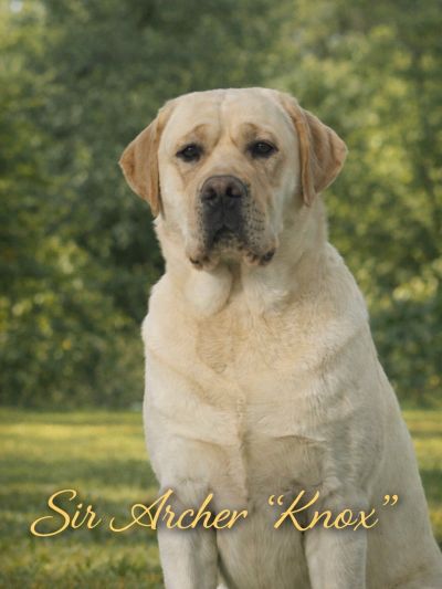A regal Labrador retriever named Sir Archer "Knox" sitting outdoors.