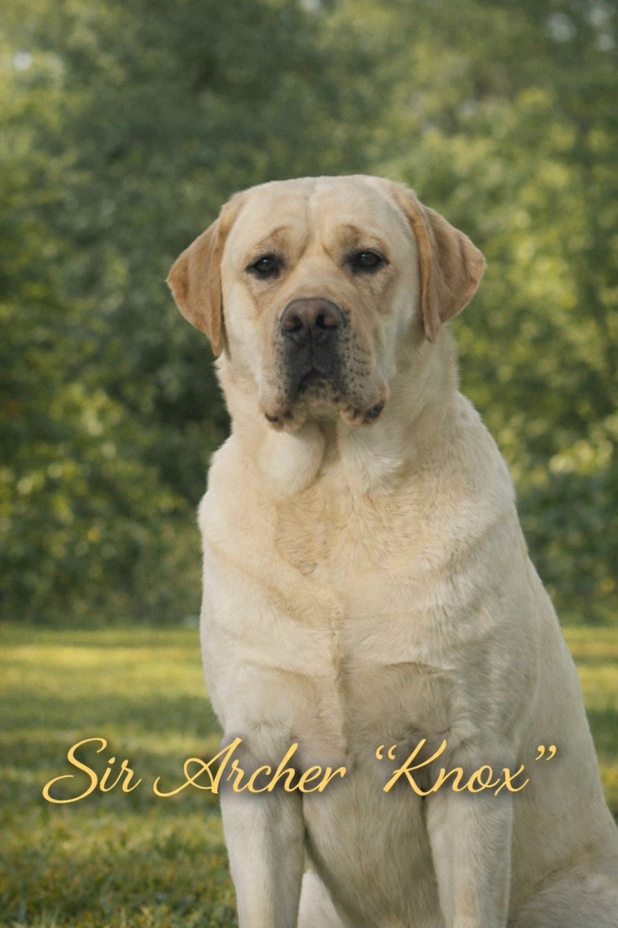 Sir Archer Knox, an English Labrador stud, sitting outdoors