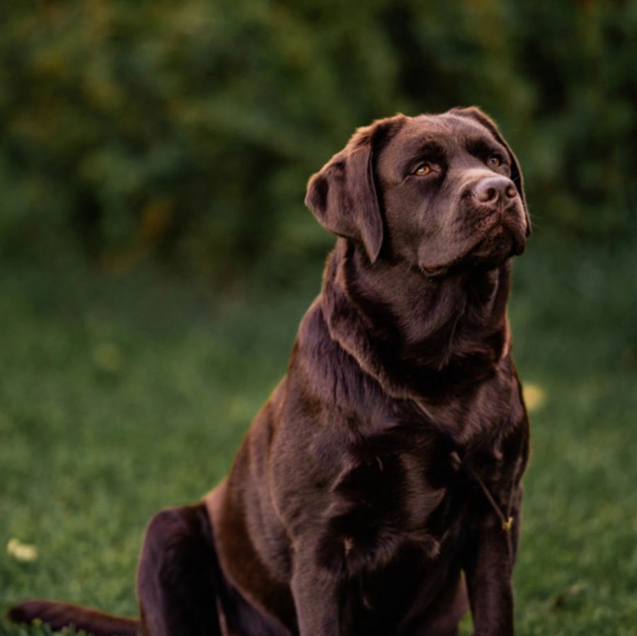 Mila Bear, a chocolate English Labrador, sitting on the grass