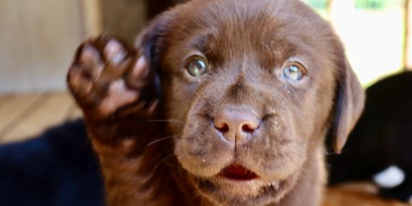 Close-up of a chocolate Labrador puppy raising its paw.