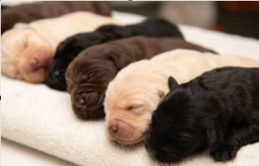 A row of sleeping newborn Labrador puppies in different coat colors