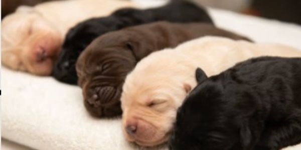 A row of sleeping newborn puppies with different coat colors.