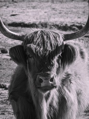 Close-up of a Highland cow with long horns in black and white.