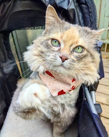 A cat wearing a bandana