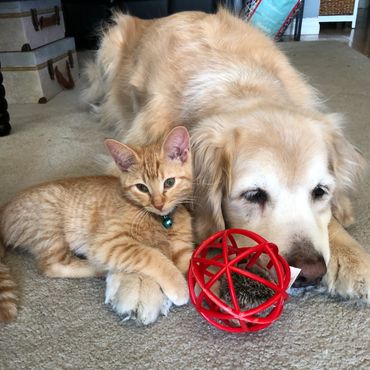 A dog and a kitten with a toy