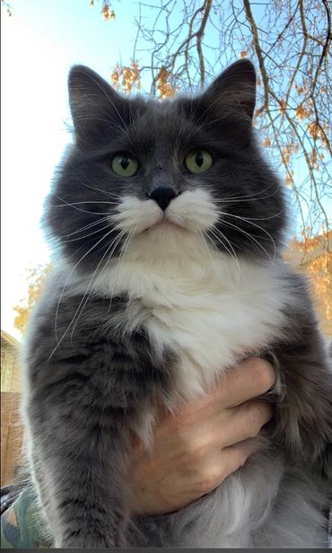 A grey and white cat