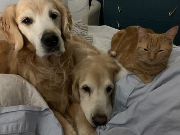 Two Golden Retriever dogs and a cat