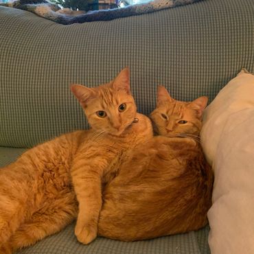 Two orange cats