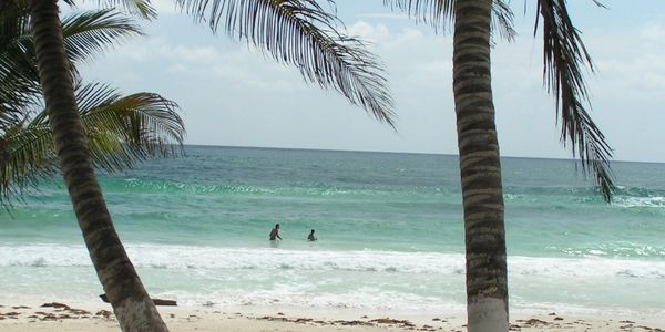 Couple in the water, framed by palm trees on the beach.