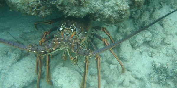 Lobster under a reef.