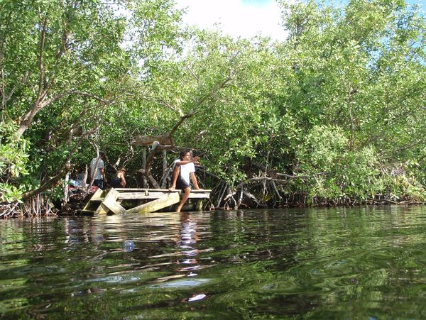 A small wooden dock at the edge of a clear jungle pool.