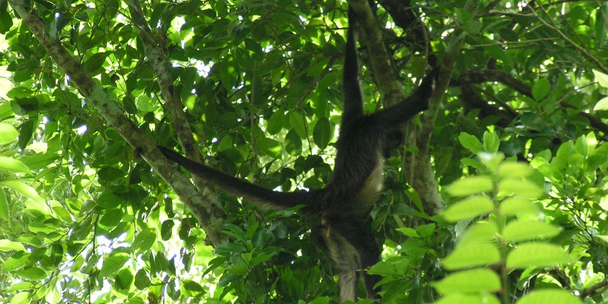 Monkey with tail gripping a branch.