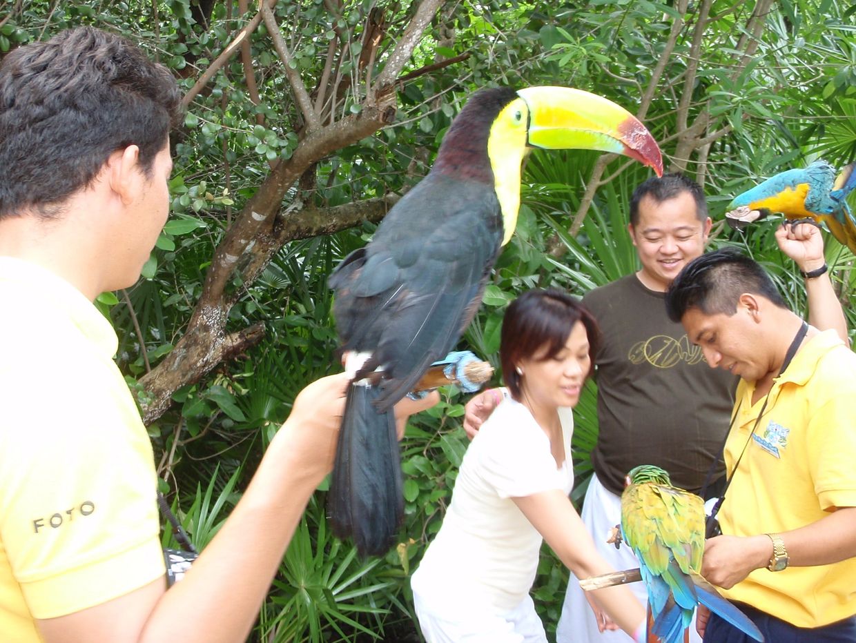 People with toucans and parrots, talking about things and actions.