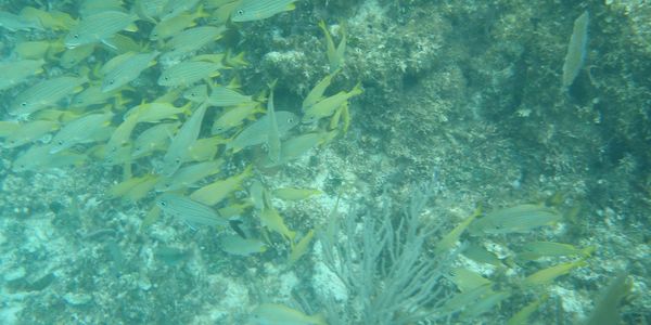 A school of yellow fish.