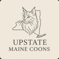 Upstate Maine Coons