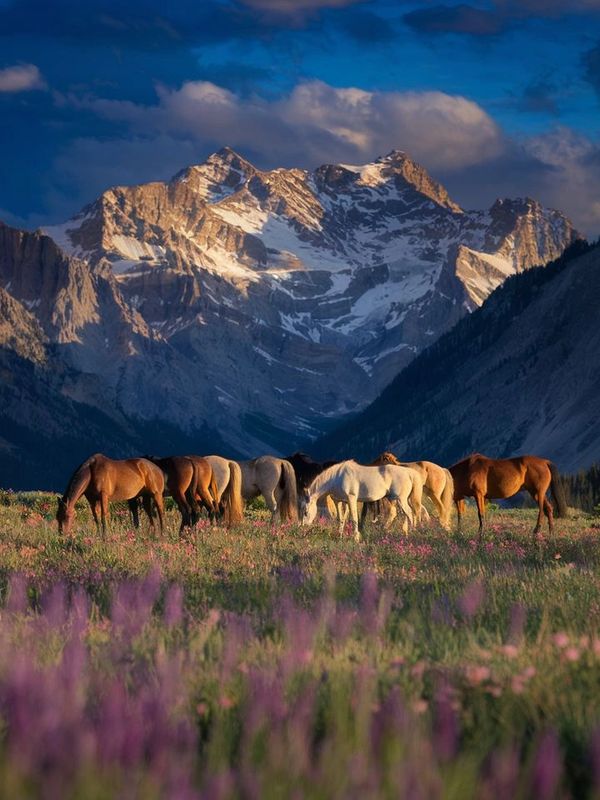 Horses grazing in a colorful meadow with snow-capped mountains in the background.