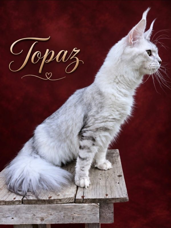 A white cat named Topaz sitting on a wooden surface.