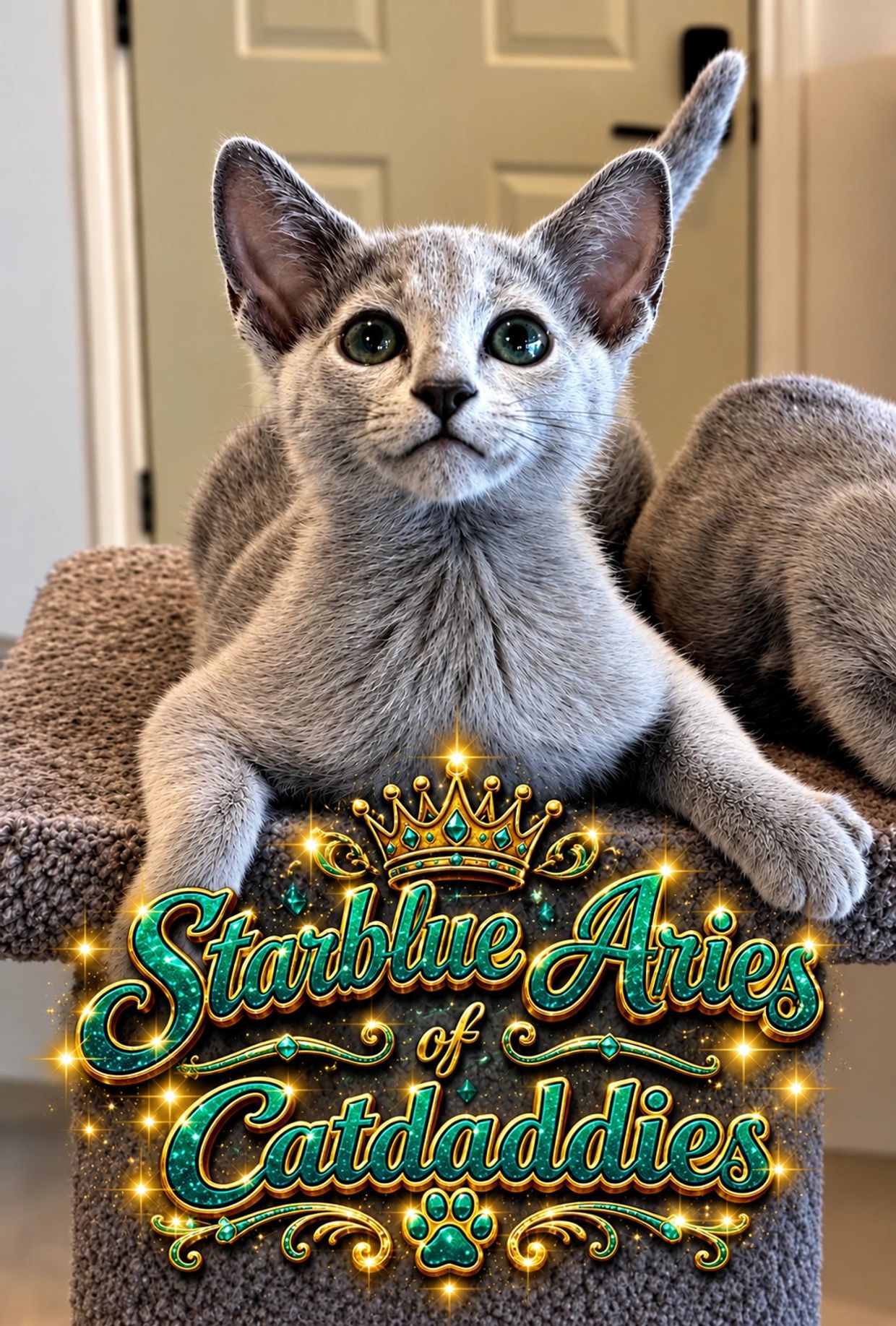 Close-up of a gray kitten with big eyes and text overlay.