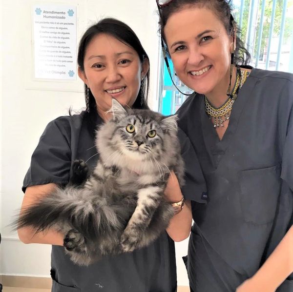 Veterinárias com o paciente felino