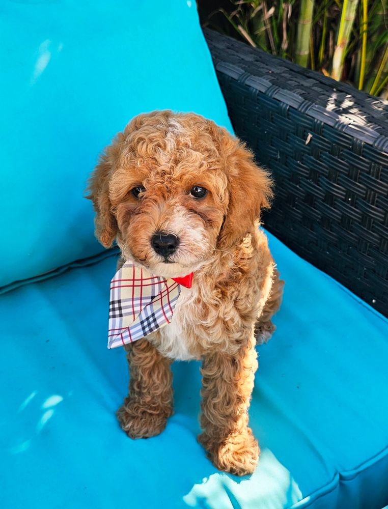 AKC Miniature Poodle