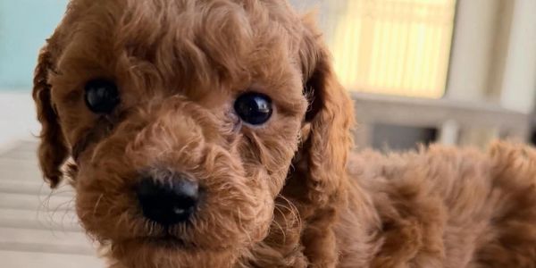 Mini goldendoodle puppy!