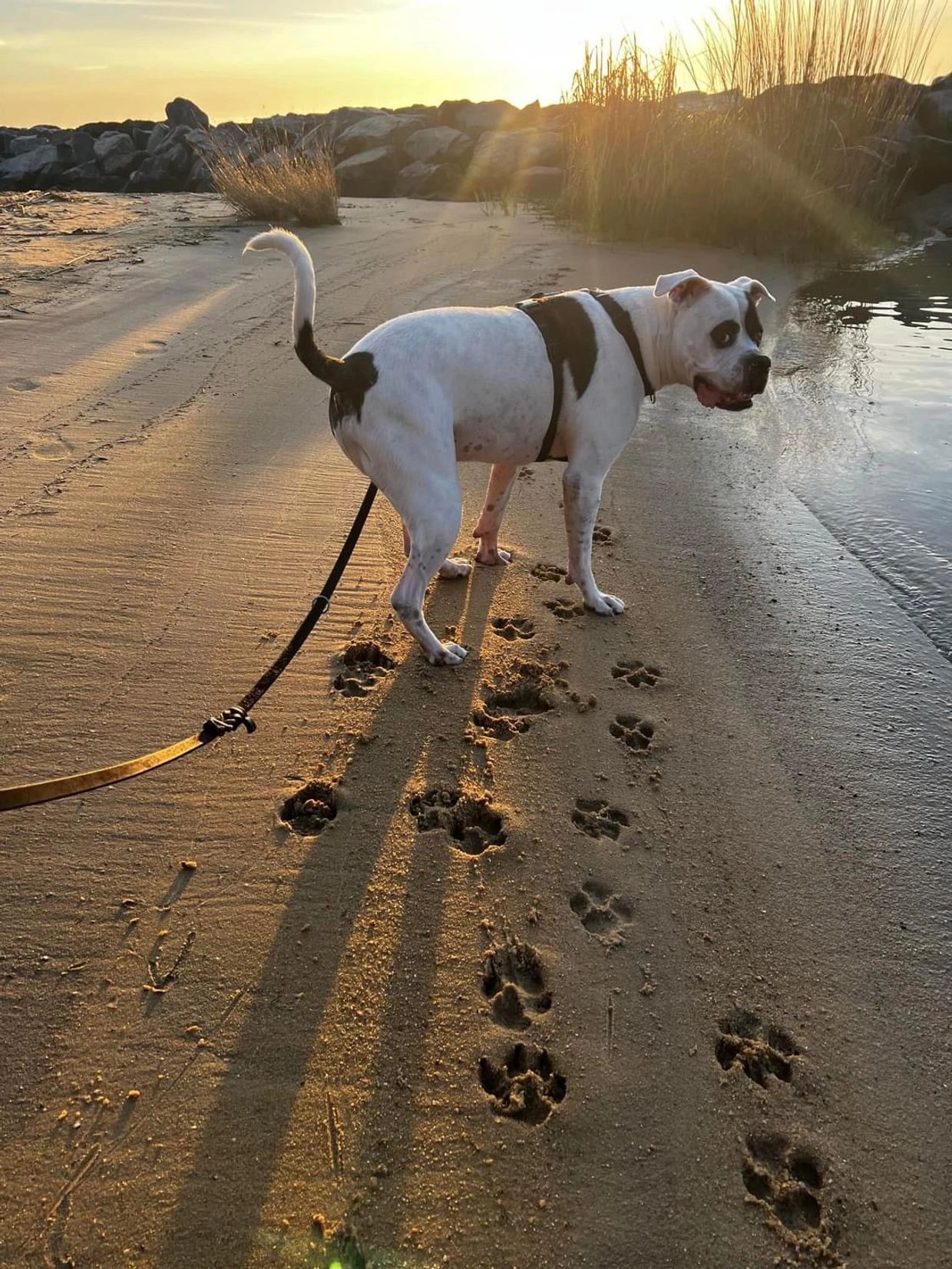 Dog on a leash walking on a sandy beach during sunset.
