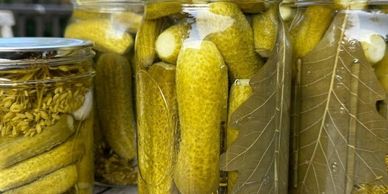Jars of pickles and herbs preserved in brine.
