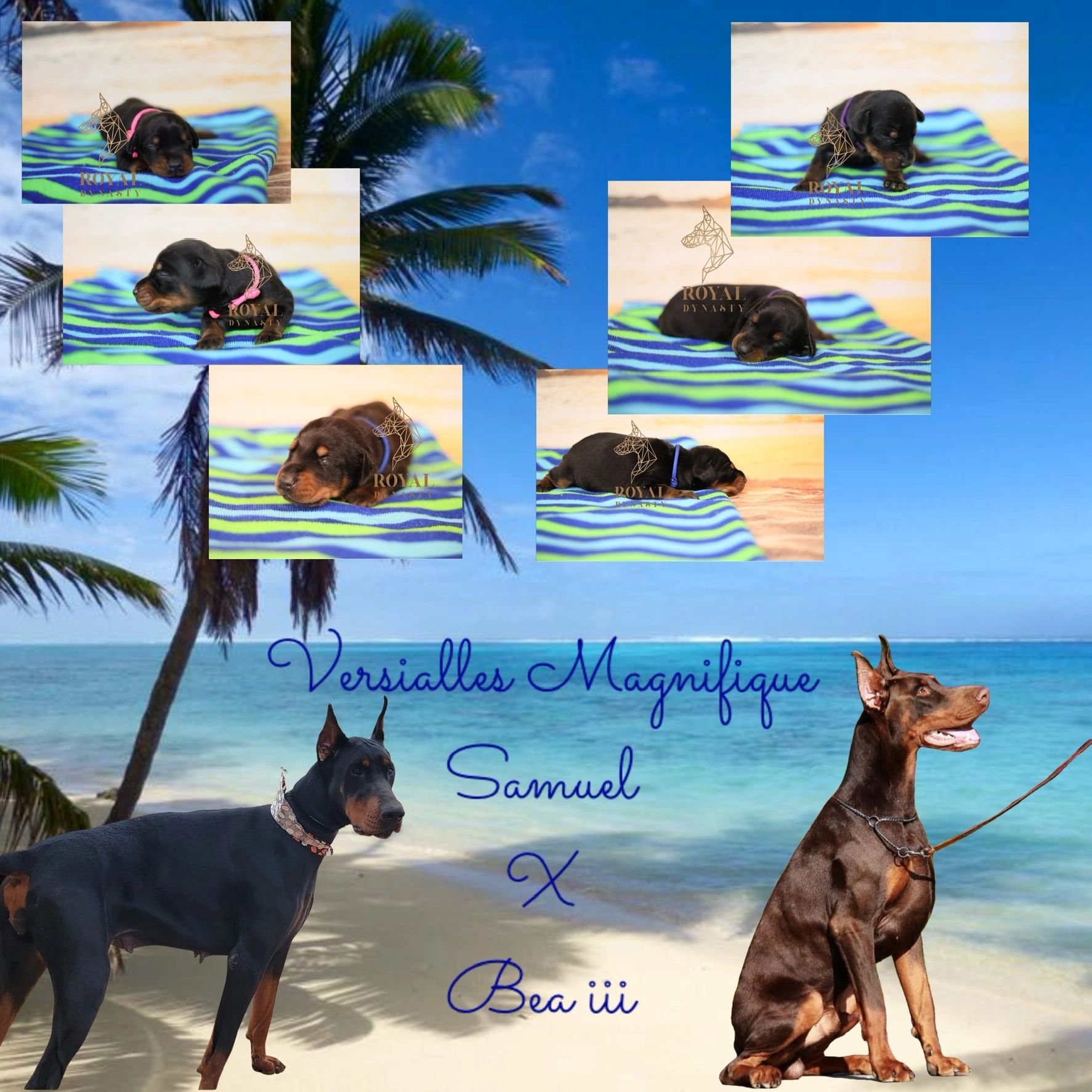 Why Does My Doberman Whine So Much