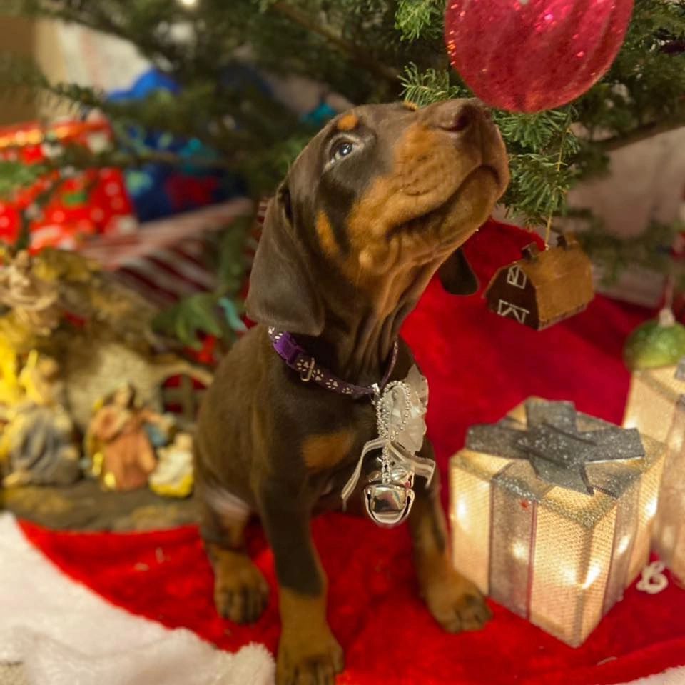 What to Expect With Your New Doberman