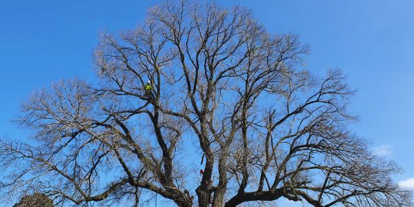 Two workers climb a large tree with no leaves against a clear blue sky.