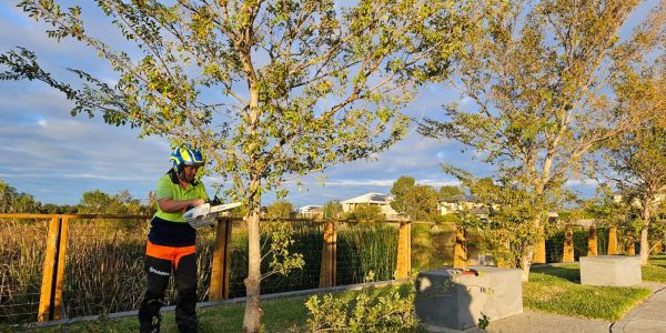 A worker trims a tree with a chainsaw in a sunny park.